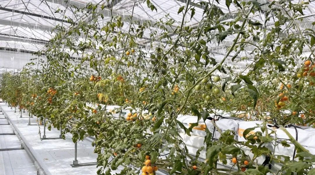 k1���� - ʮ��Ʒ�� ֵ������