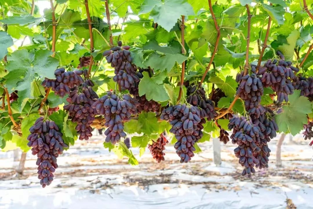 k1���� - ʮ��Ʒ�� ֵ������