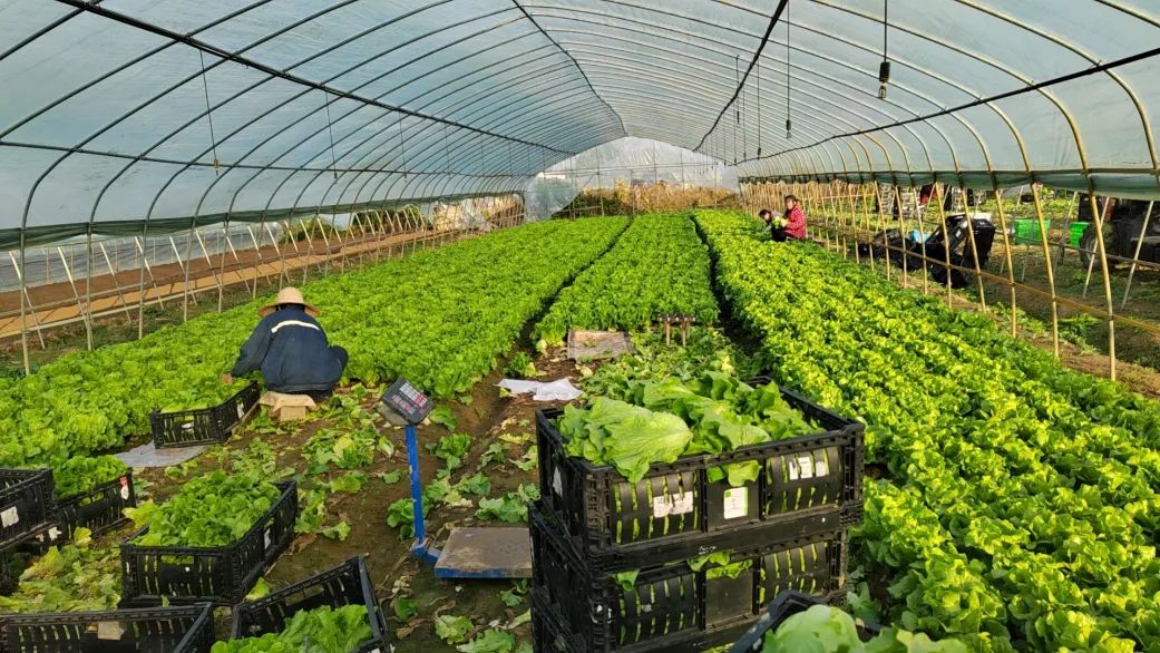 k1���� - ʮ��Ʒ�� ֵ������