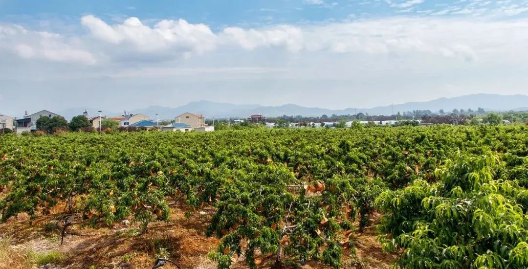 k1���� - ʮ��Ʒ�� ֵ������