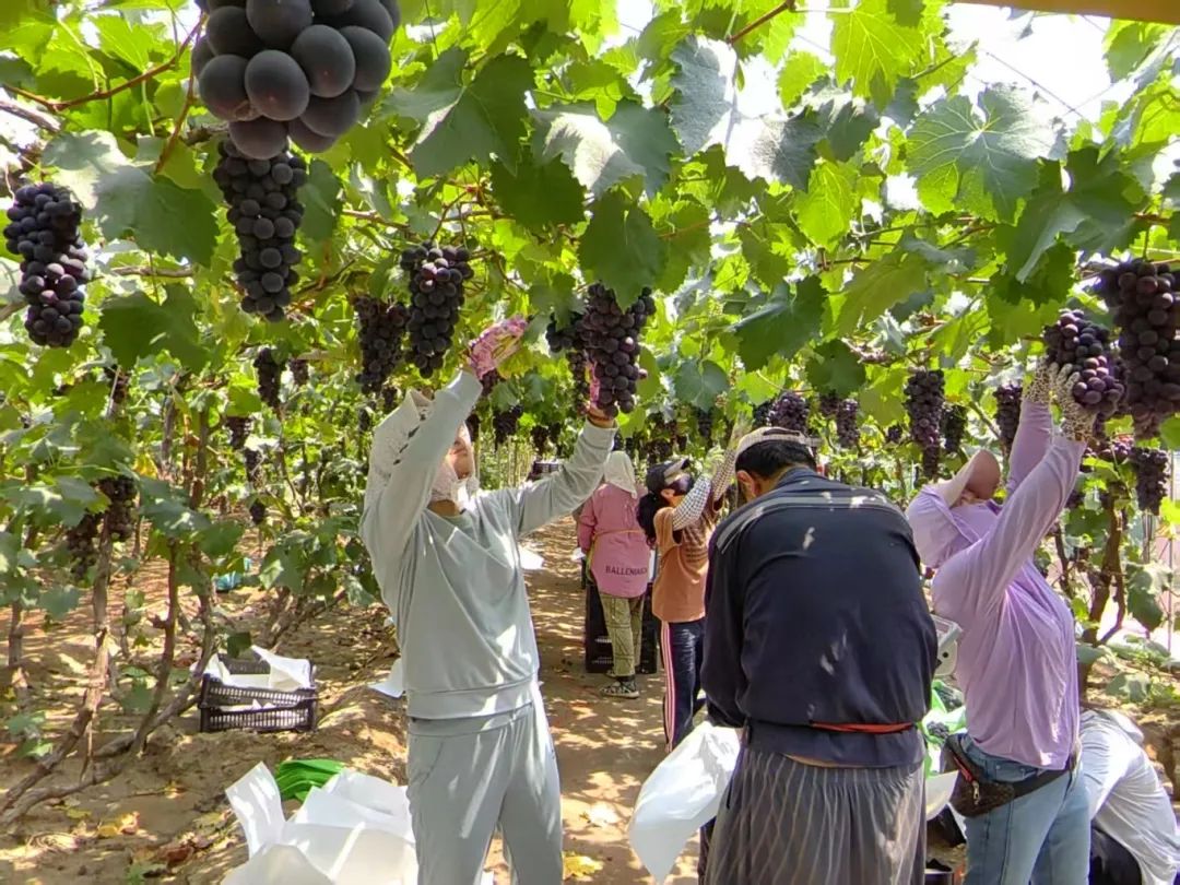 k1���� - ʮ��Ʒ�� ֵ������